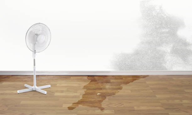 Best Flooded house restoration  in Scanlon, MN
